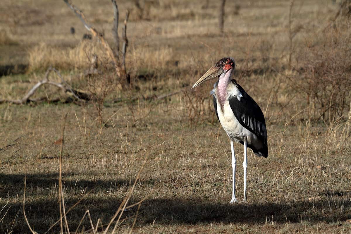 Birds Of Serengeti National Park Expect In Africa Safari Marabu Stork