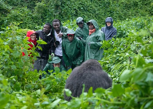 Cost Of Gorilla Trekking
