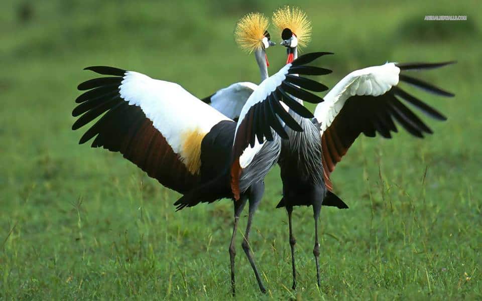 Crested Crane
