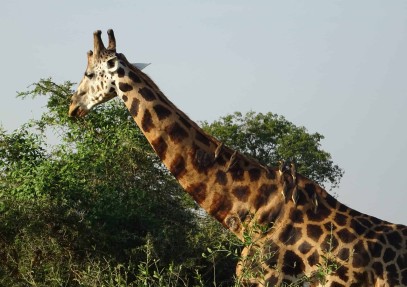 15-Day Discover Uganda Safari