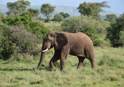 Thrilling Serengeti Wildlife Safari