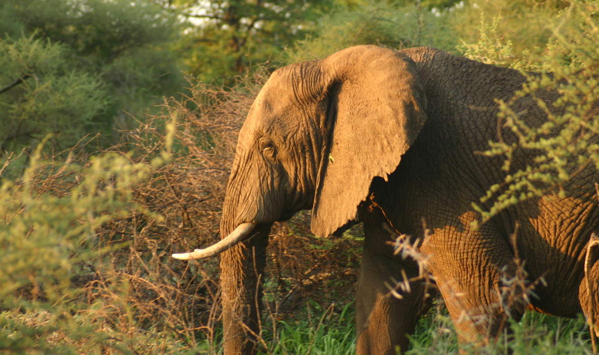 Elephant Viewing