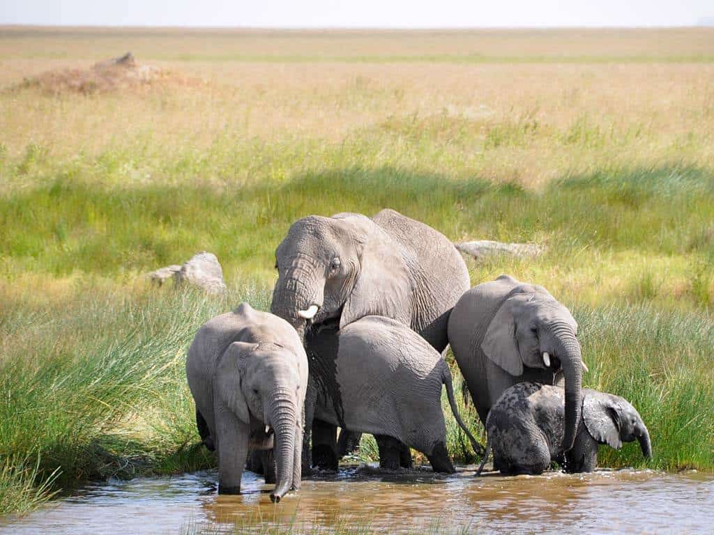 Expect In Africa Safari -Tarangire