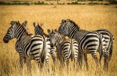 6 Days Northern Circuit Safari