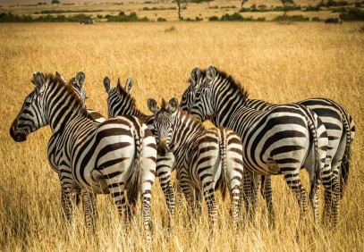 6 Days Northern Circuit Safari