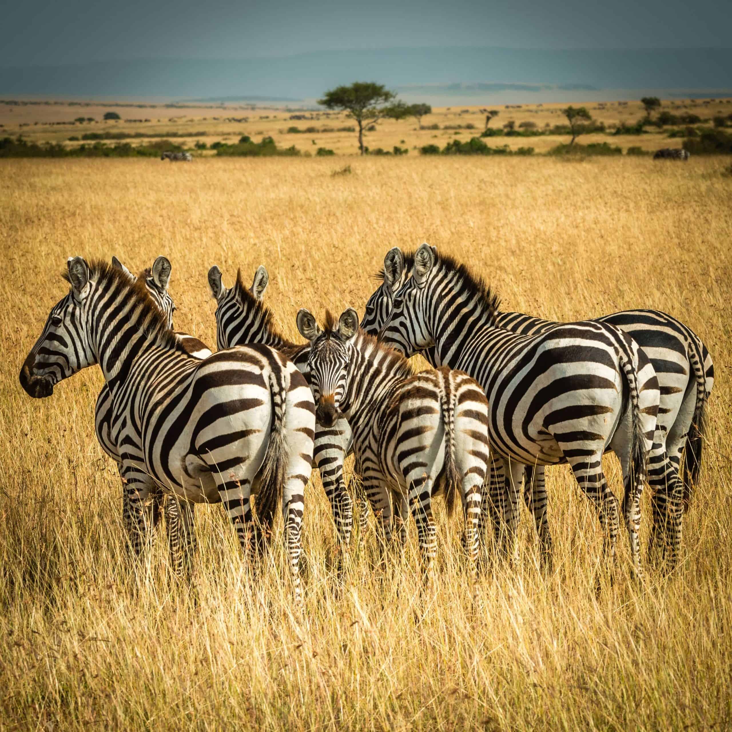  Expect In Africa Safari Photo