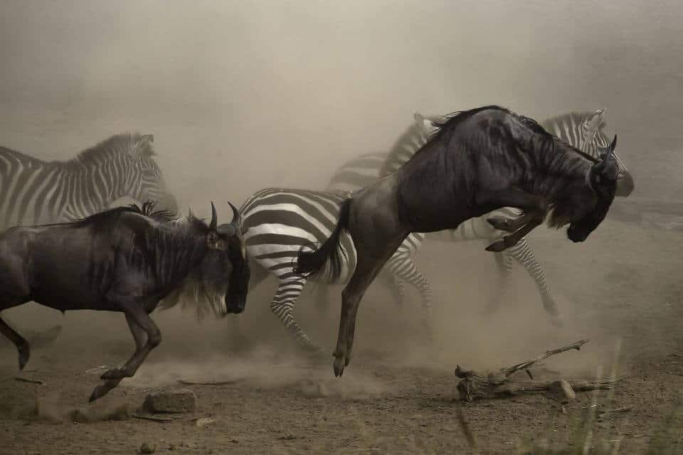 Follow The Wildebeest Great Migration