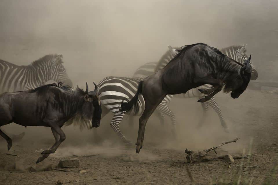 Follow The Wildebeest Great Migration