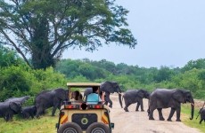 3-Day Wildlife Safari to Murchison Falls National Park