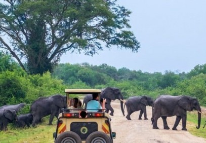 3-Day Wildlife Safari to Murchison Falls National Park