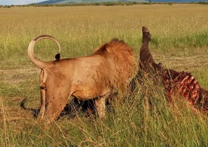 3-Day Amazing Masai Mara Lodge  Safari