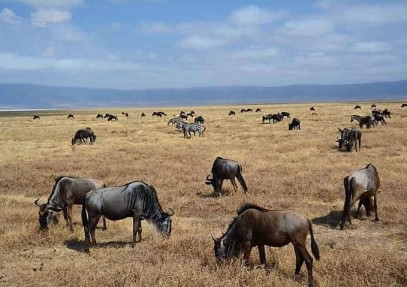 5-Day Best of Tanzania Budget Safari