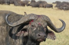 Wonderful Ngorongoro & Serengeti Safari