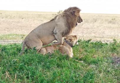 Big Five Tanzania Safari