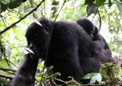 11-Day Uganda Primate Safari