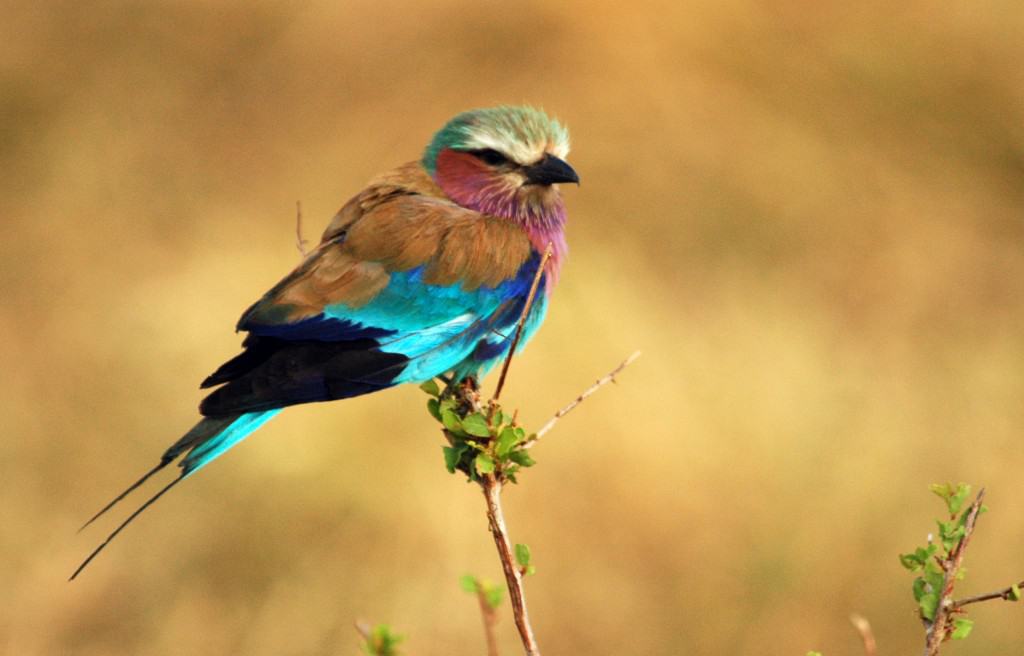 Lilac Breasted Roller