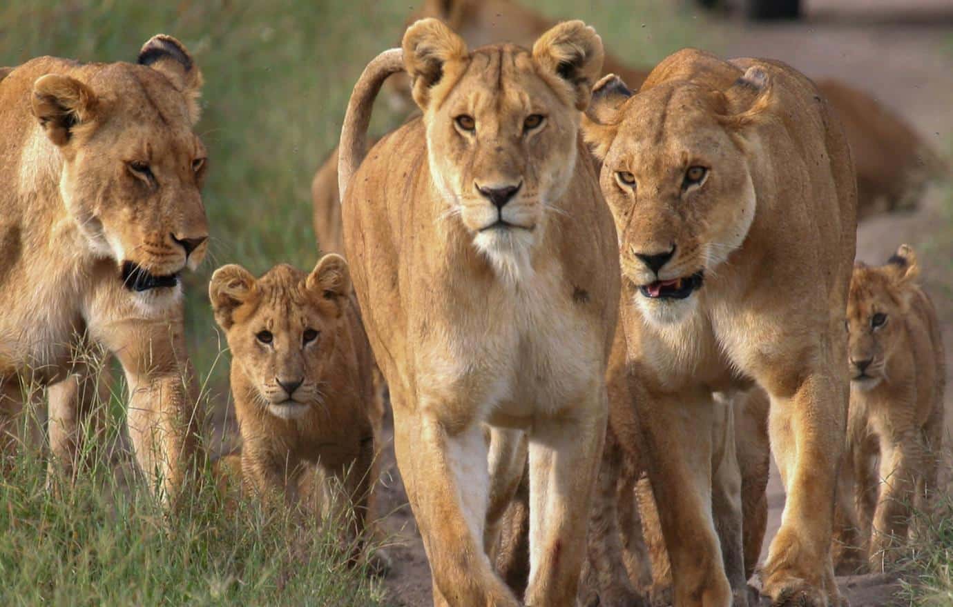 Lion Central Serengeti