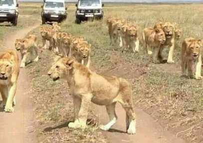 5-Day Budget Camping Safari