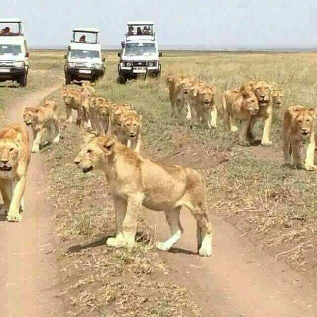 Lion Pride