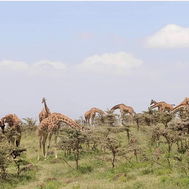 Malanja Giraffee