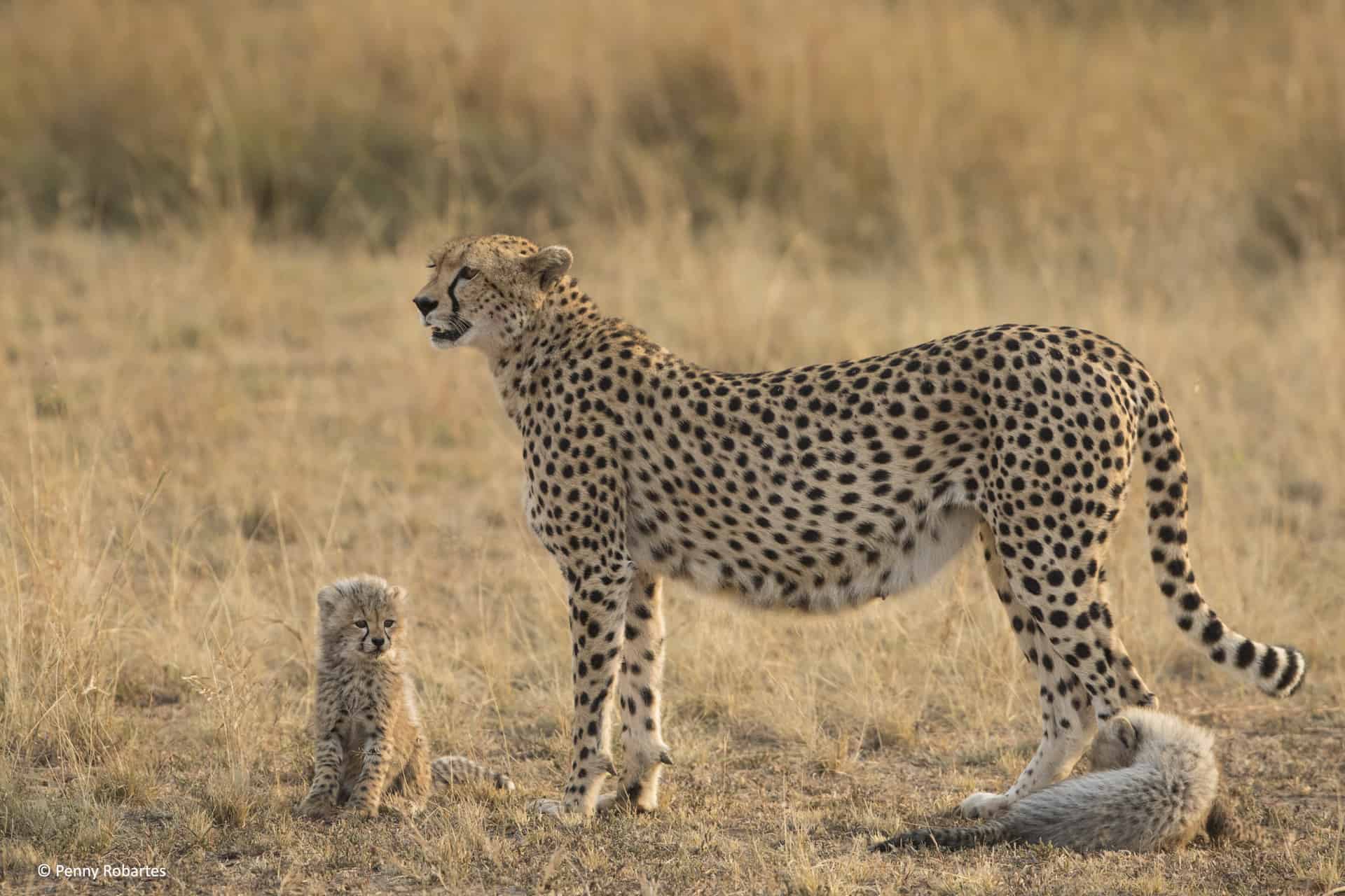 Mara Photo