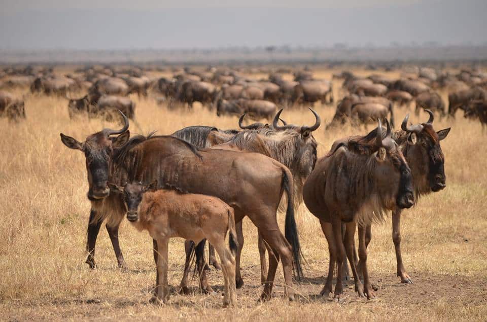 Wildebeest Ndutu