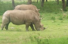 4-Day Maasai Mara Lake Nakuru Group Safari