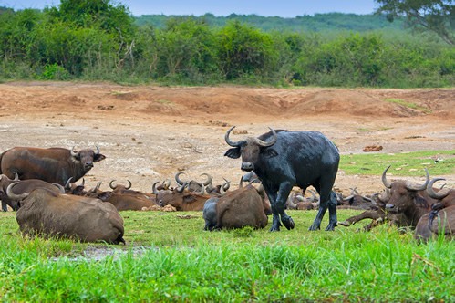 A Safari In Murchison Falls And Queen Elizabeth National Park