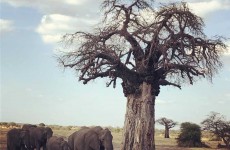 7-Day Tanzania Big Five Safari