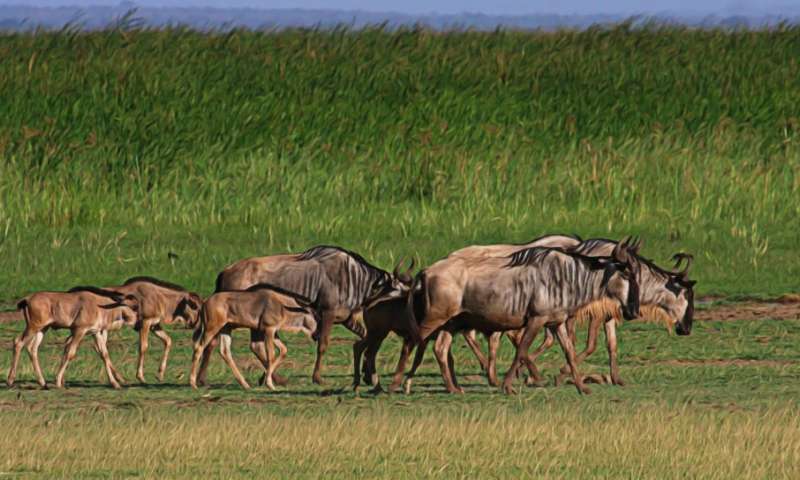 Calving 2
