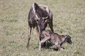 Calving Season 1