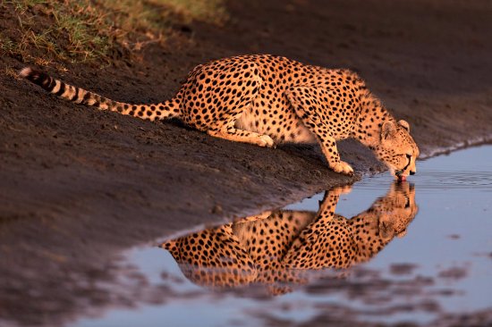 Cheater In Tanzania