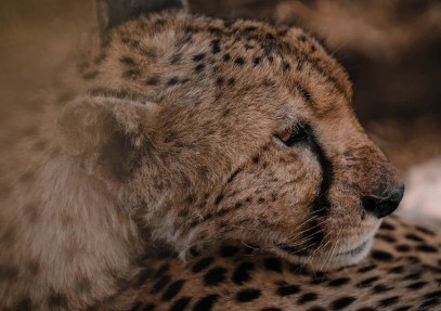 8-Day Tanzania National Parks Safari