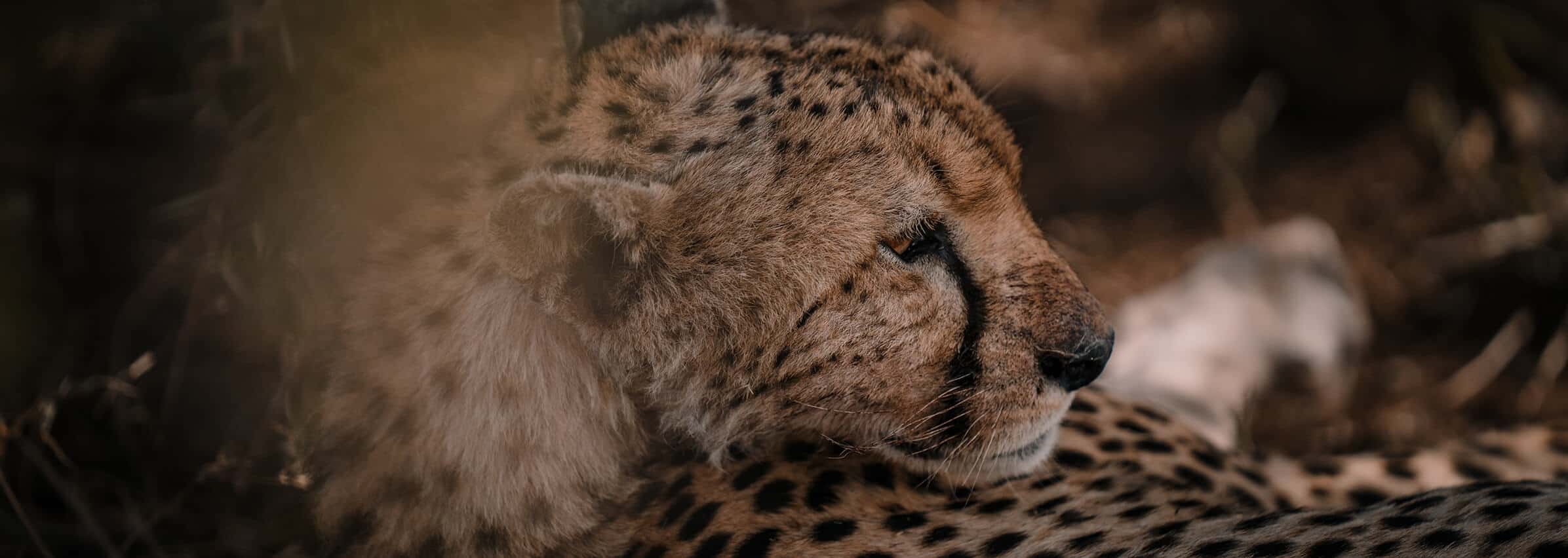Cheetah In Tanzania Bush