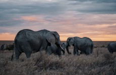 4-Day Striking Tanzania Wildlife Safari