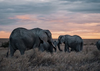 4-Day Striking Tanzania Wildlife Safari