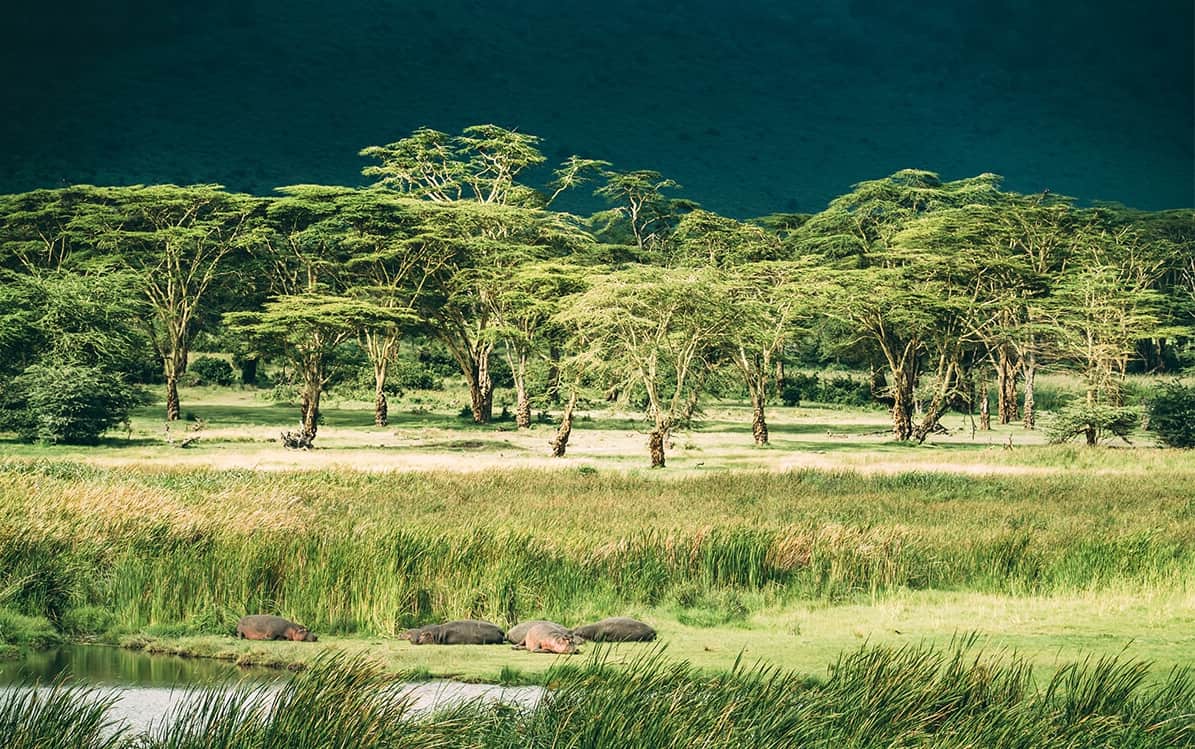 Hippo Pond Ngorongoro