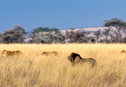 Amazing 4-Day Northern Safari Circuit