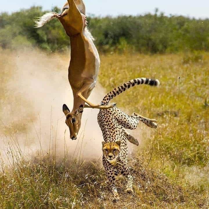 Impala Vs Cheetah