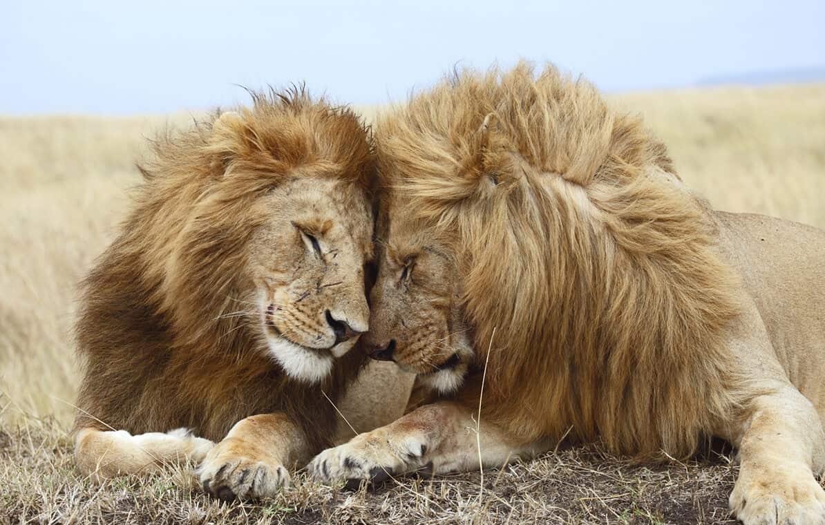 Lion The King Of Jungle Tanzania