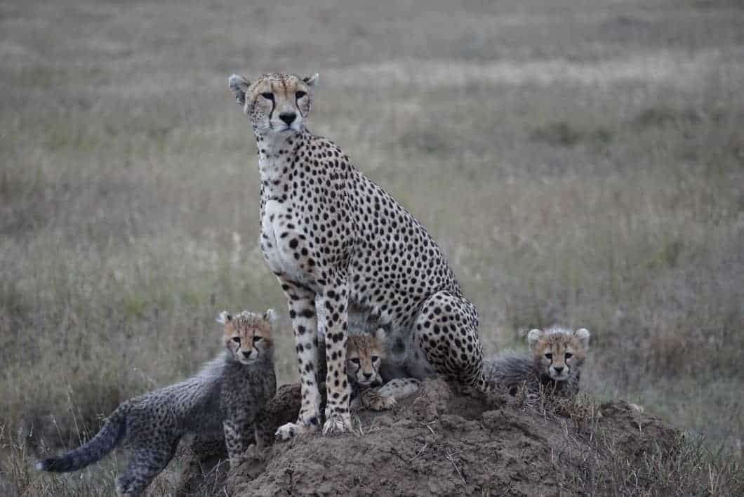 Mother Cheetah