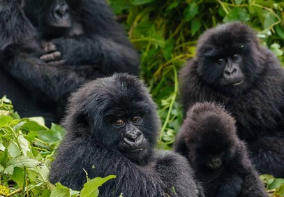 3-Day Ultimate Gorilla Safari in Bwindi National Park