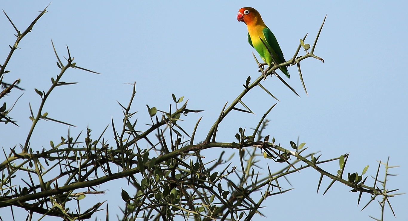 Safari 46470048215 O