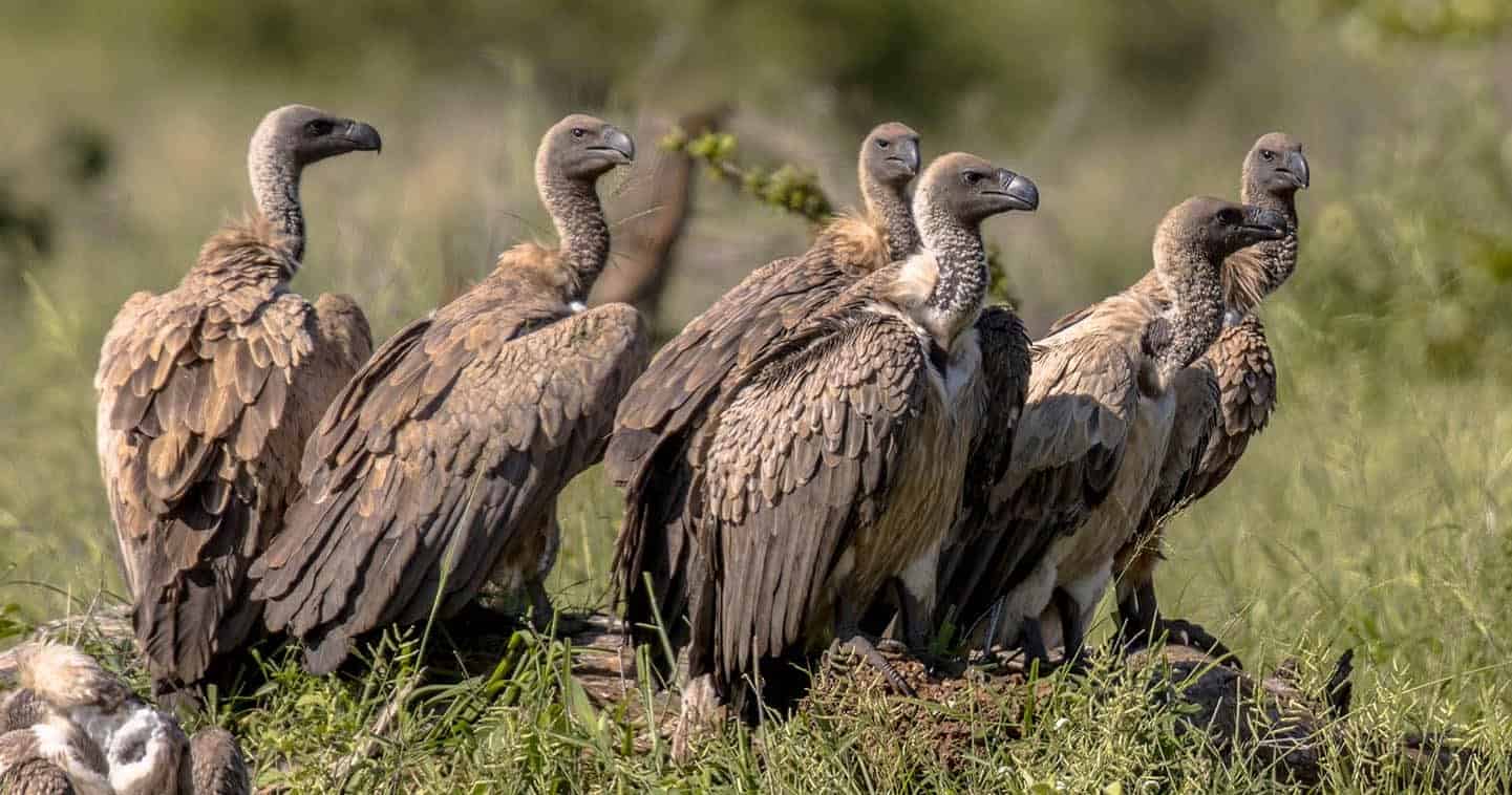 Serengeti Birds White Backed Vulture