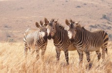 11 Days Kenya Tanzania Wildlife Great Migration