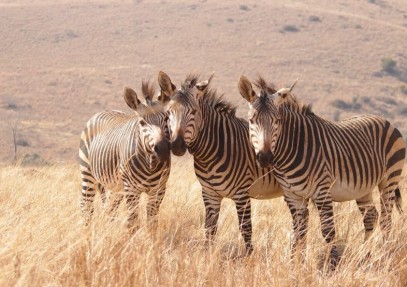 11 Days Kenya Tanzania Wildlife Great Migration