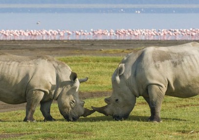 6-Day Tanzania Guided Camping Safari