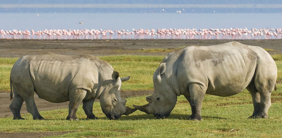 4 Days Kenya Wildlife Safari To Famous Masai Mara And Lake Nakuru