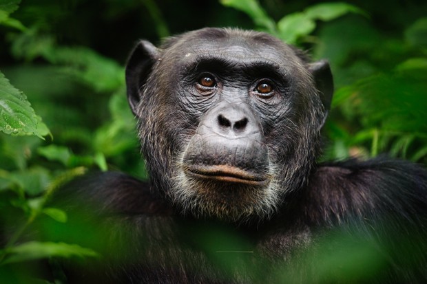 Common Chimpanzee (pan Troglodytes), Kibale Forest National Park, Uganda