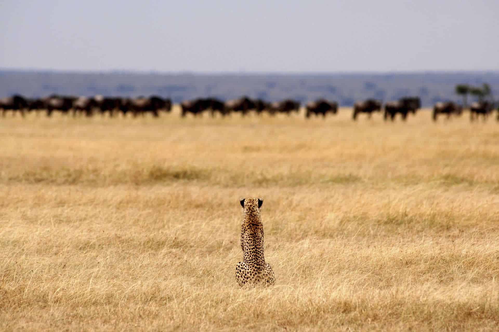 Exp Gallery Migration 0000 Tanz Serengeti Safari Camp 2